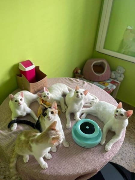 Limón, fresa, canela, trico y celeste
