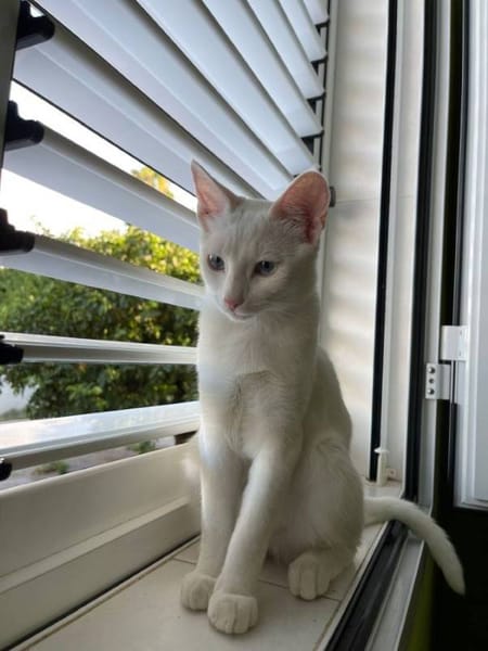 Limón, fresa, canela, trico y celeste