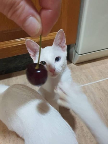 Limón, fresa, canela, trico y celeste