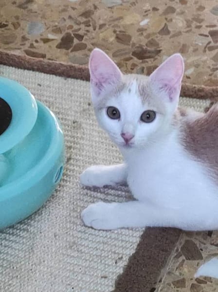 Limón, fresa, canela, trico y celeste