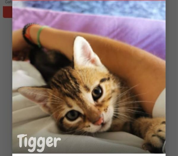 Tigger