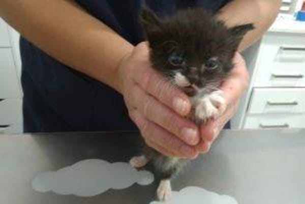 Gatito 3