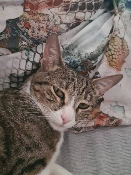 Linda