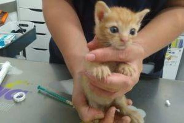 Gatito 2