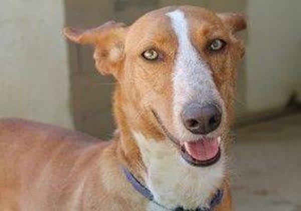 Apunt