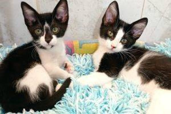 Manchitas