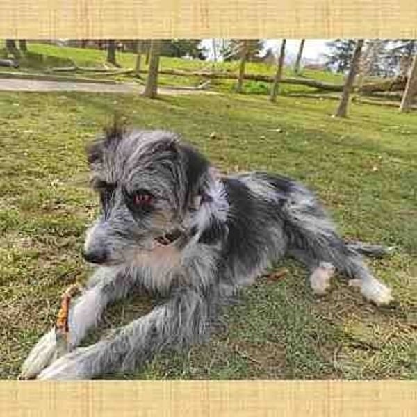 Silvina