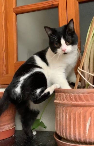 Gina