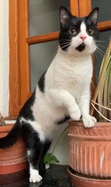 Gina