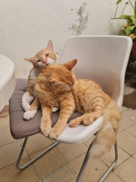 Sam y leo