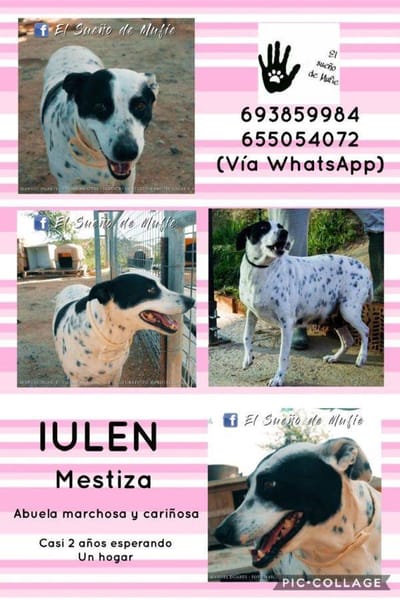 Iulen