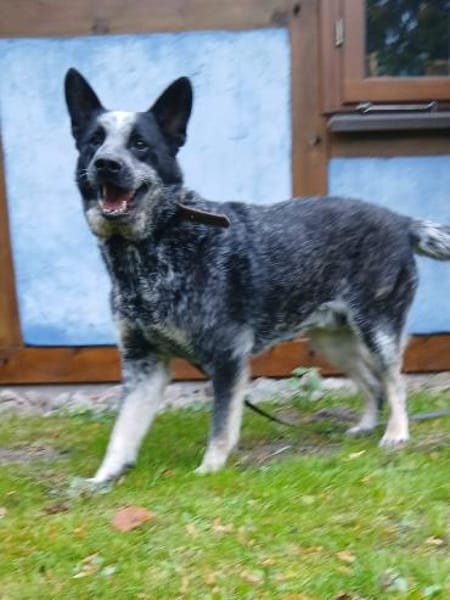Treuer Karat sucht ein Zuhause
