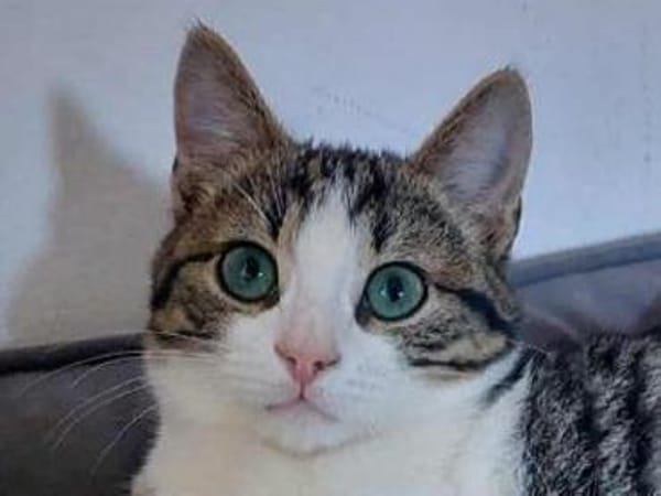 SONY-zuckersüße, verspielte Jung-Katze
