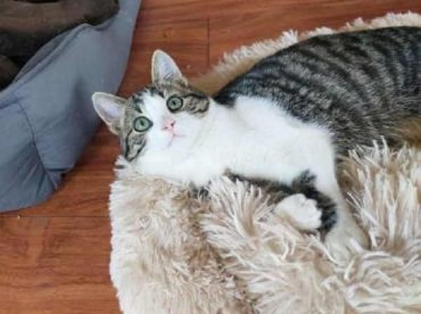 SONY-zuckersüße, verspielte Jung-Katze