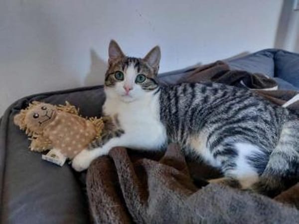 SONY-zuckersüße, verspielte Jung-Katze