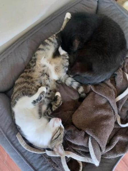 SONY-zuckersüße, verspielte Jung-Katze
