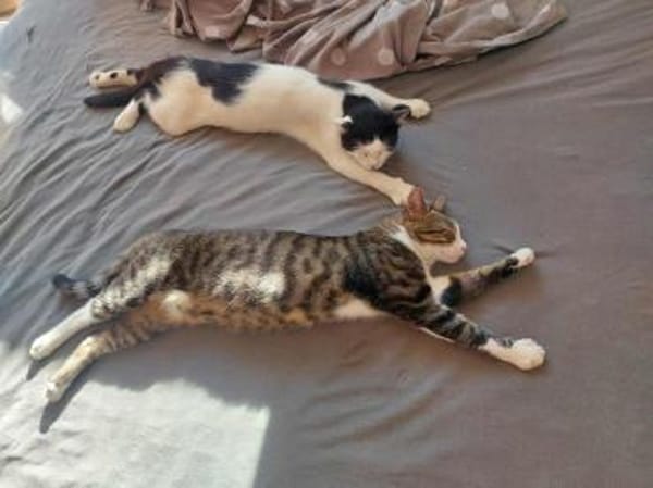 SONY-zuckersüße, verspielte Jung-Katze