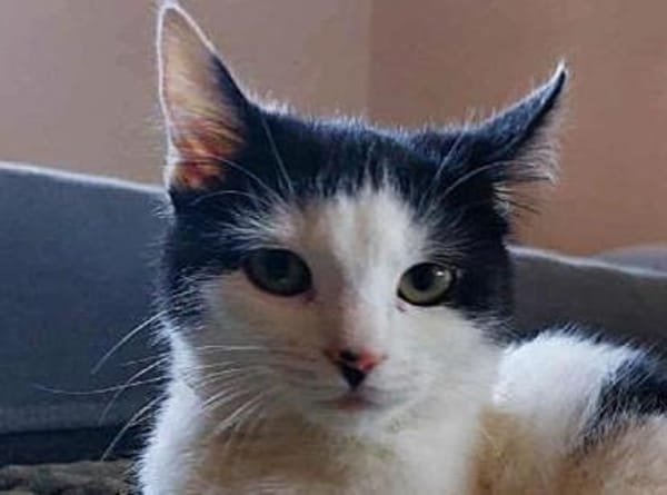 CHER-süße, verspielte Jung-Katze