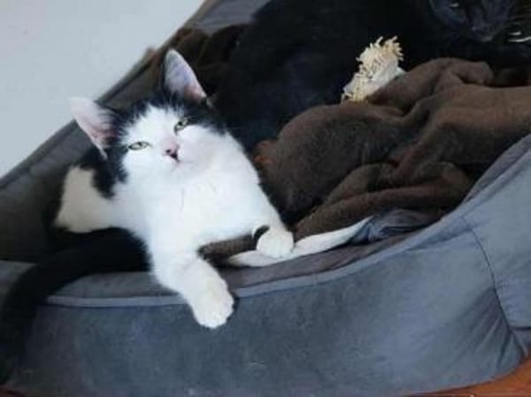 CHER-süße, verspielte Jung-Katze