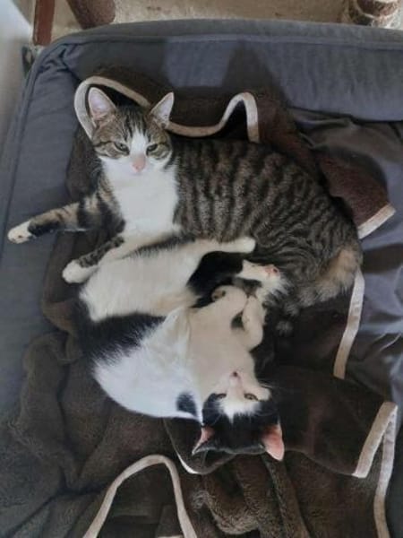CHER-süße, verspielte Jung-Katze