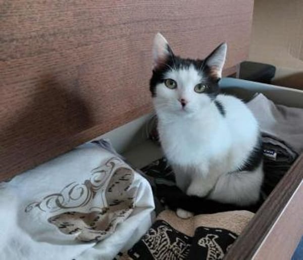CHER-süße, verspielte Jung-Katze