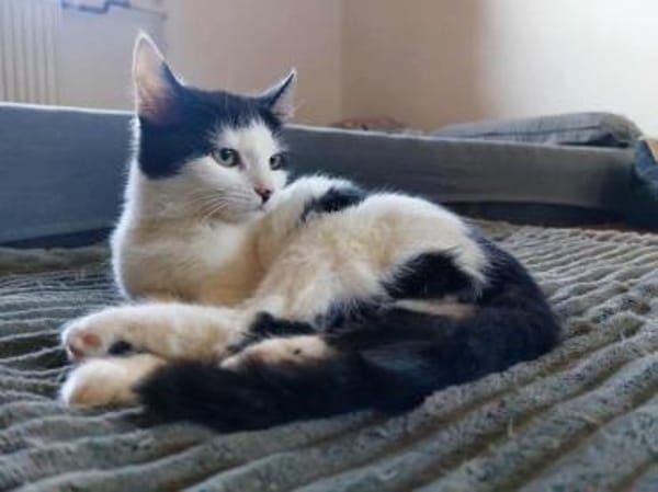 CHER-süße, verspielte Jung-Katze
