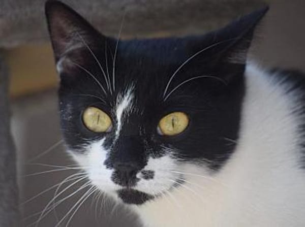 PAM-ruhige Katze, liebt Hunde