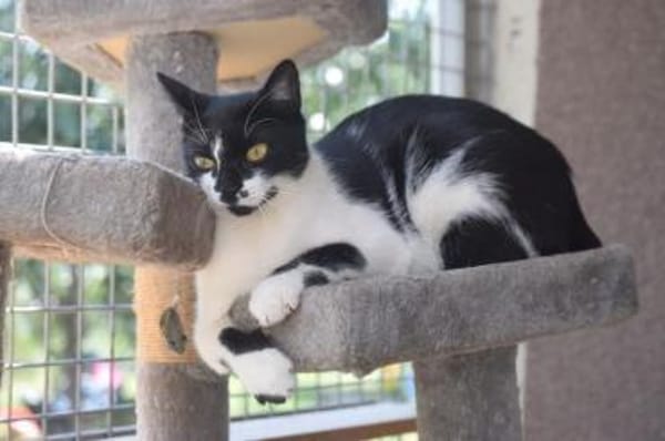 PAM-ruhige Katze, liebt Hunde