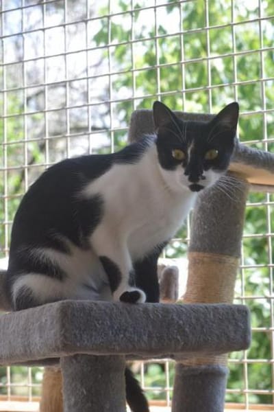 PAM-ruhige Katze, liebt Hunde