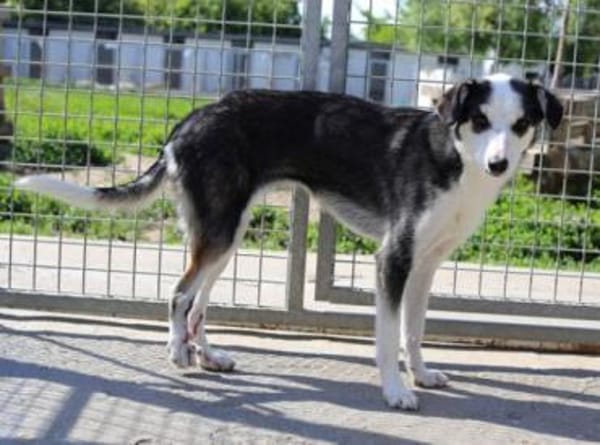 Jule sucht dringend ein Zuhause