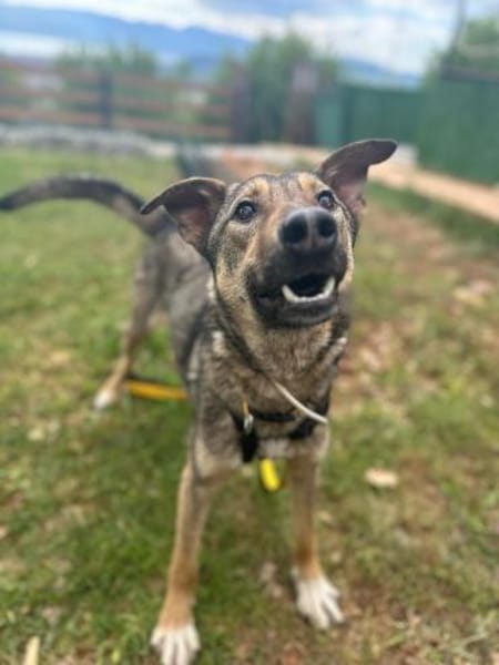 clevere Frida, Tierschutzhündin sucht