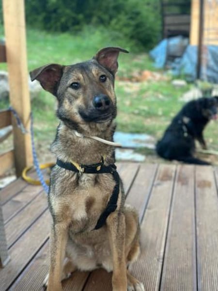 clevere Frida, Tierschutzhündin sucht