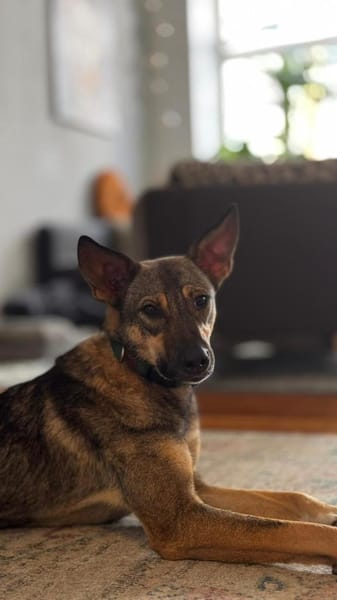 clevere Frida, Tierschutzhündin sucht