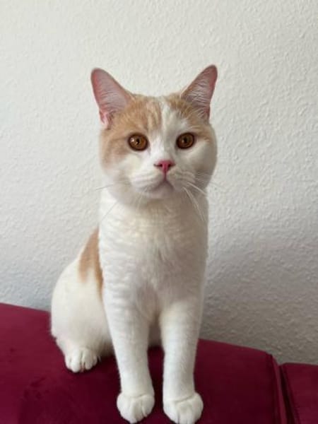 TEDDY -in 50969 Köln sucht neues Zuhause