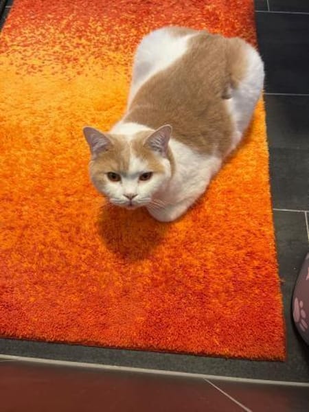 TEDDY -in 50969 Köln sucht neues Zuhause