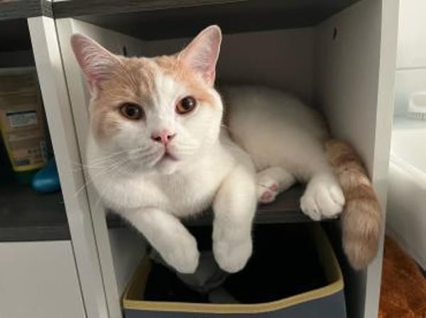 TEDDY -in 50969 Köln sucht neues Zuhause