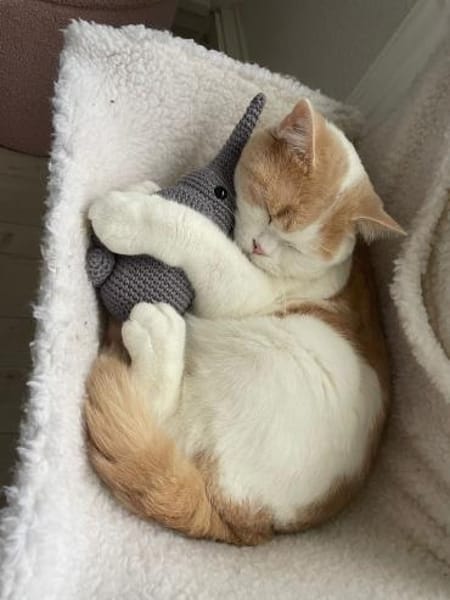 TEDDY -in 50969 Köln sucht neues Zuhause