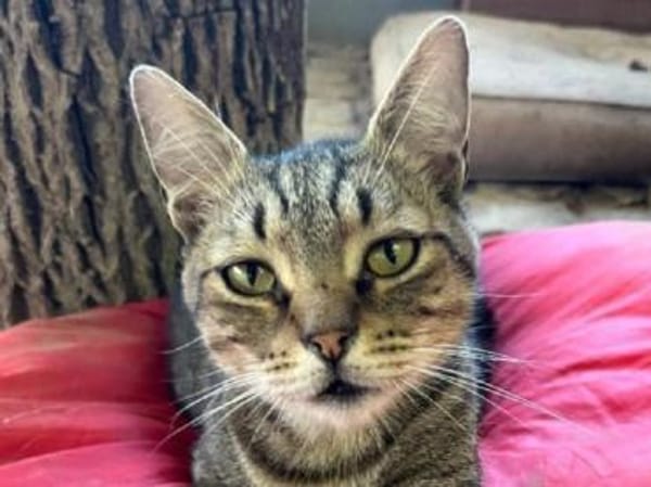 TIMON-sehr lieber, verspielter Kater