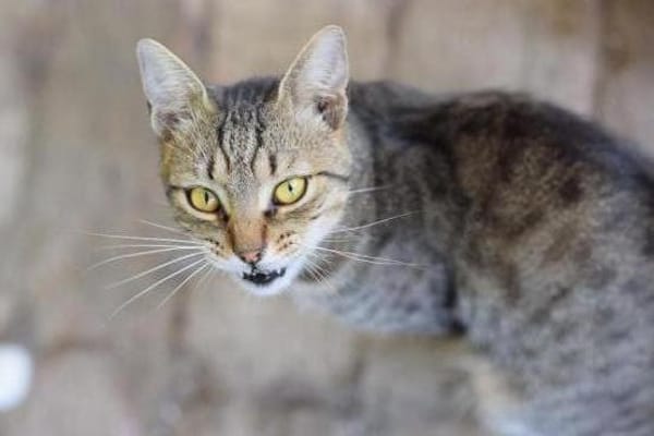 TIMON-sehr lieber, verspielter Kater