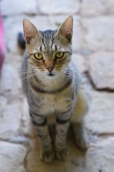 TIMON-sehr lieber, verspielter Kater