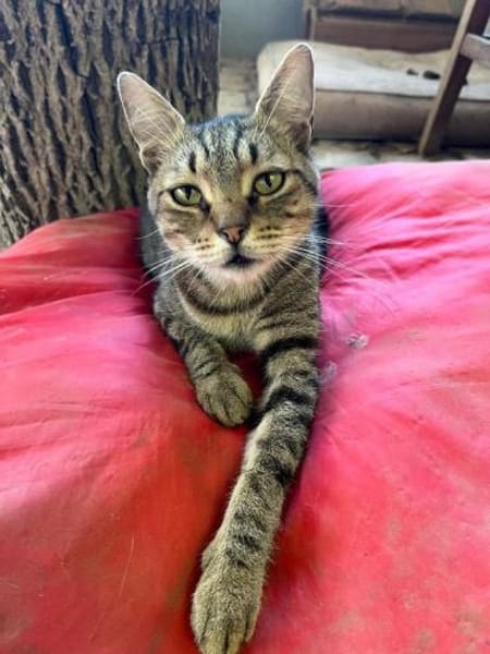 TIMON-sehr lieber, verspielter Kater