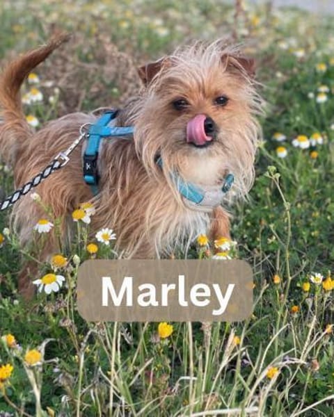 MARLEY, m., kastr., Yorkshire, ca. 5 kg