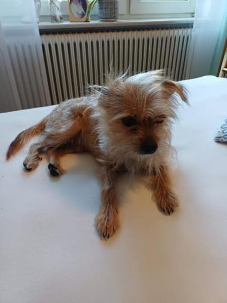 MARLEY, m., kastr., Yorkshire, ca. 5 kg
