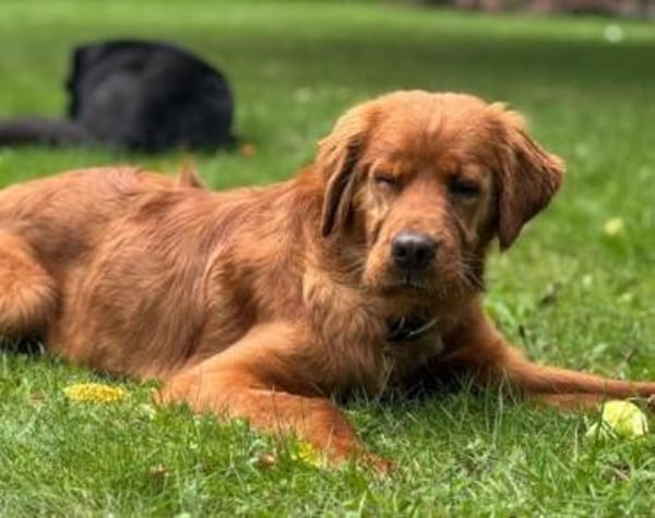 Chow-Chow-Mix FELIXin 53940 Hellenthal