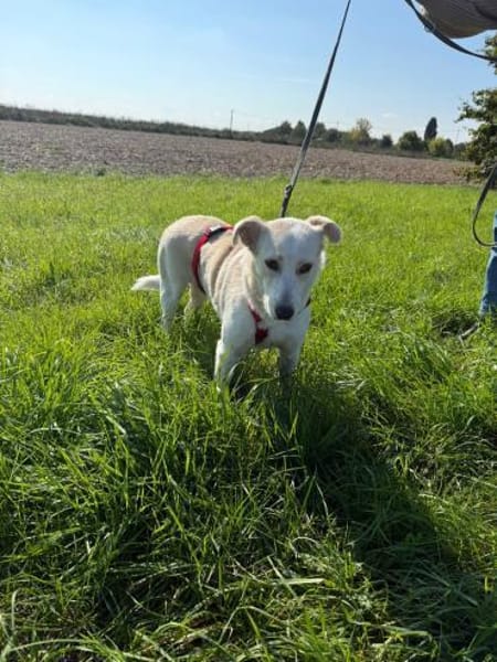 Menschenbezogene Alice sucht Körbchen