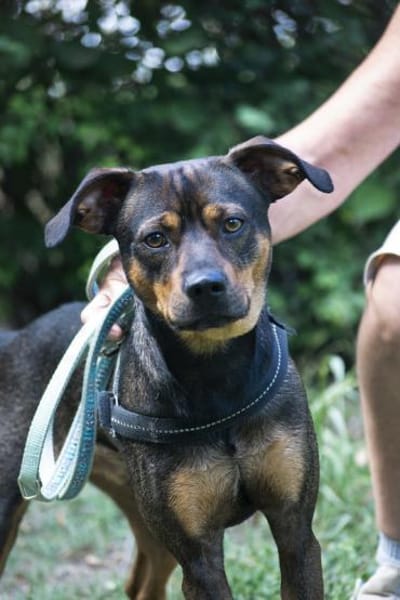 Fido sucht konsequentes Zuhause