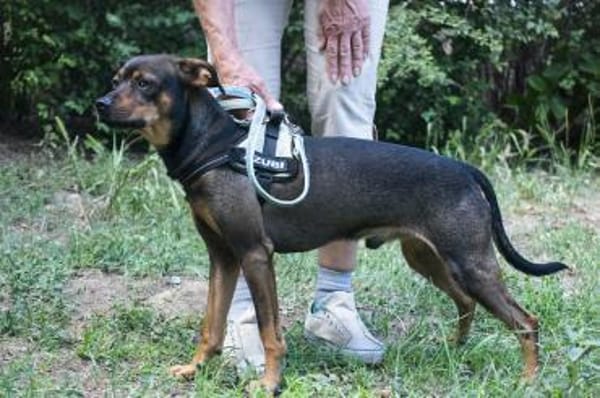Fido sucht konsequentes Zuhause