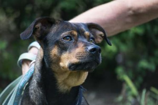 Fido sucht konsequentes Zuhause