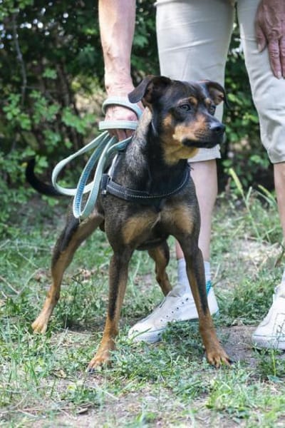Fido sucht konsequentes Zuhause