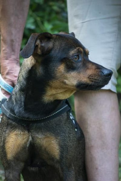 Fido sucht konsequentes Zuhause